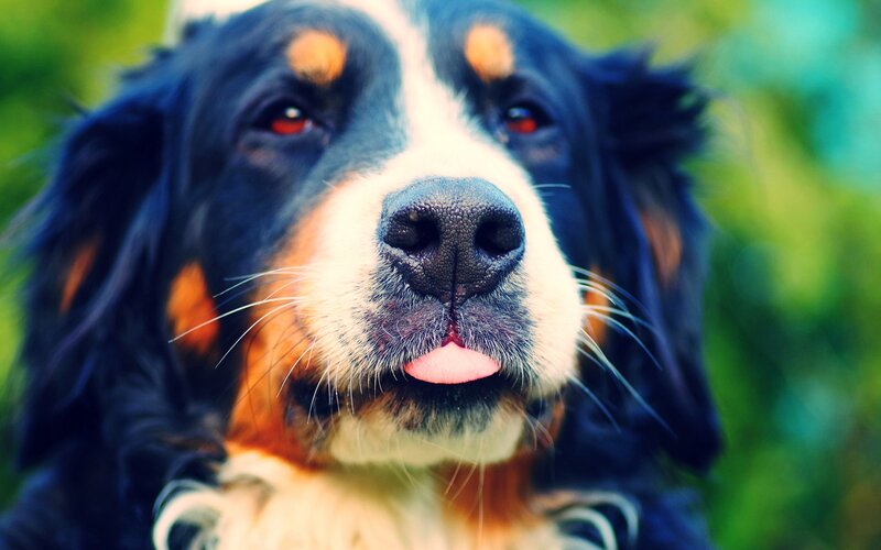 Bernese Mountain Dog close-up