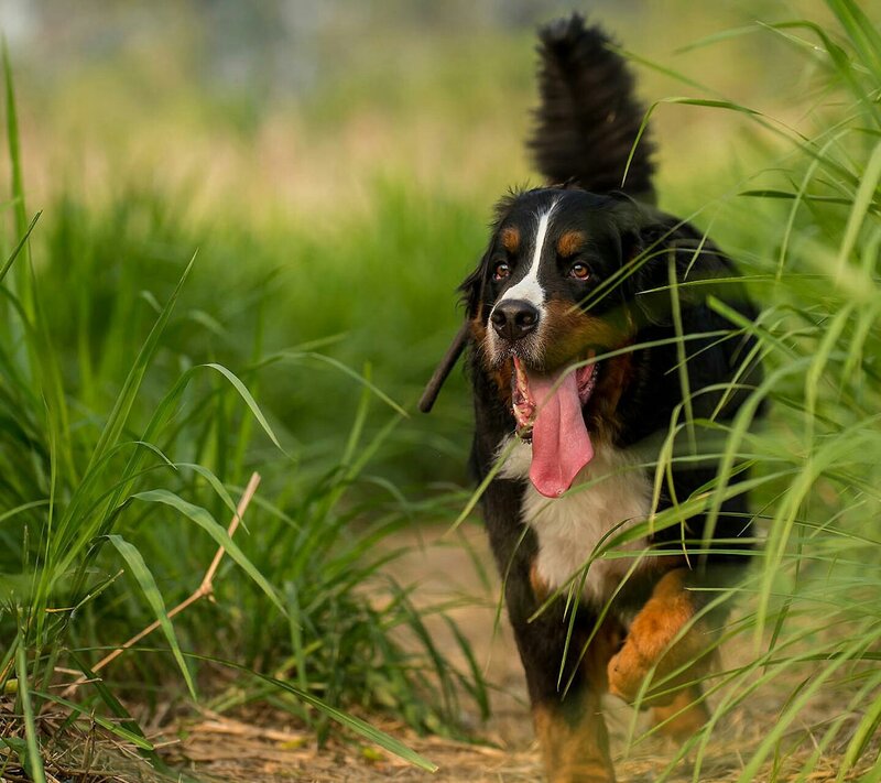 Bernese Mountain Dog — Green, Active
