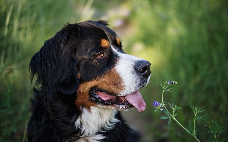 Bernese Mountain Dog — Green, Calm