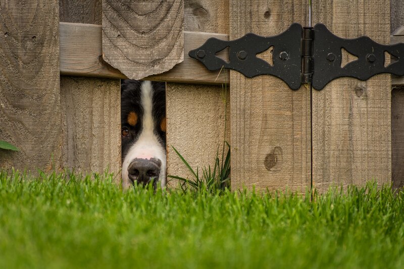Bernese Mountain Dog — Green, Curious