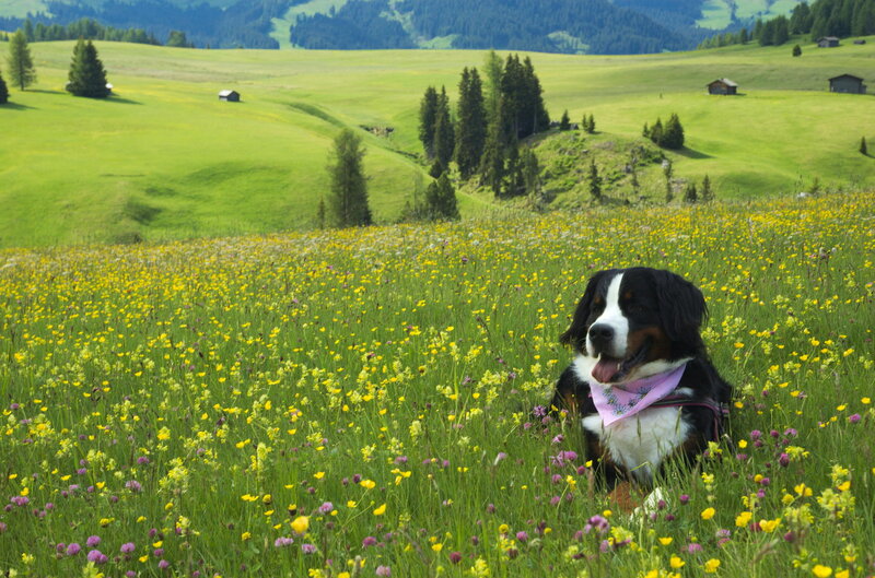 Bernese Mountain Dog — Green, Serene