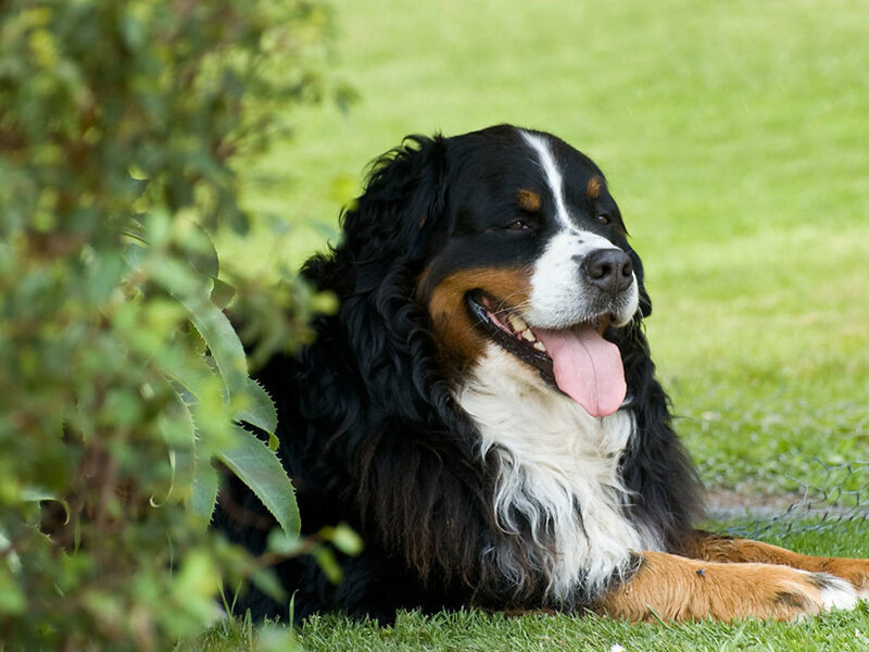Bernese Mountain Dog — Green