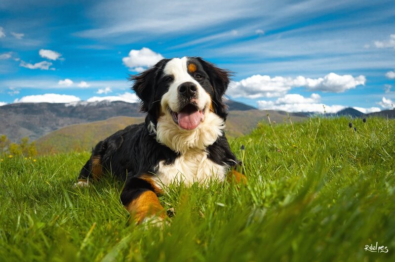 Bernese Mountain Dog in a meadow