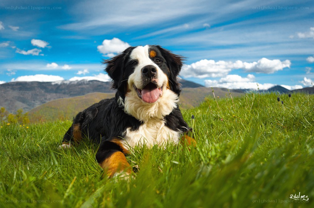 Bernese Mountain Dog in a meadow