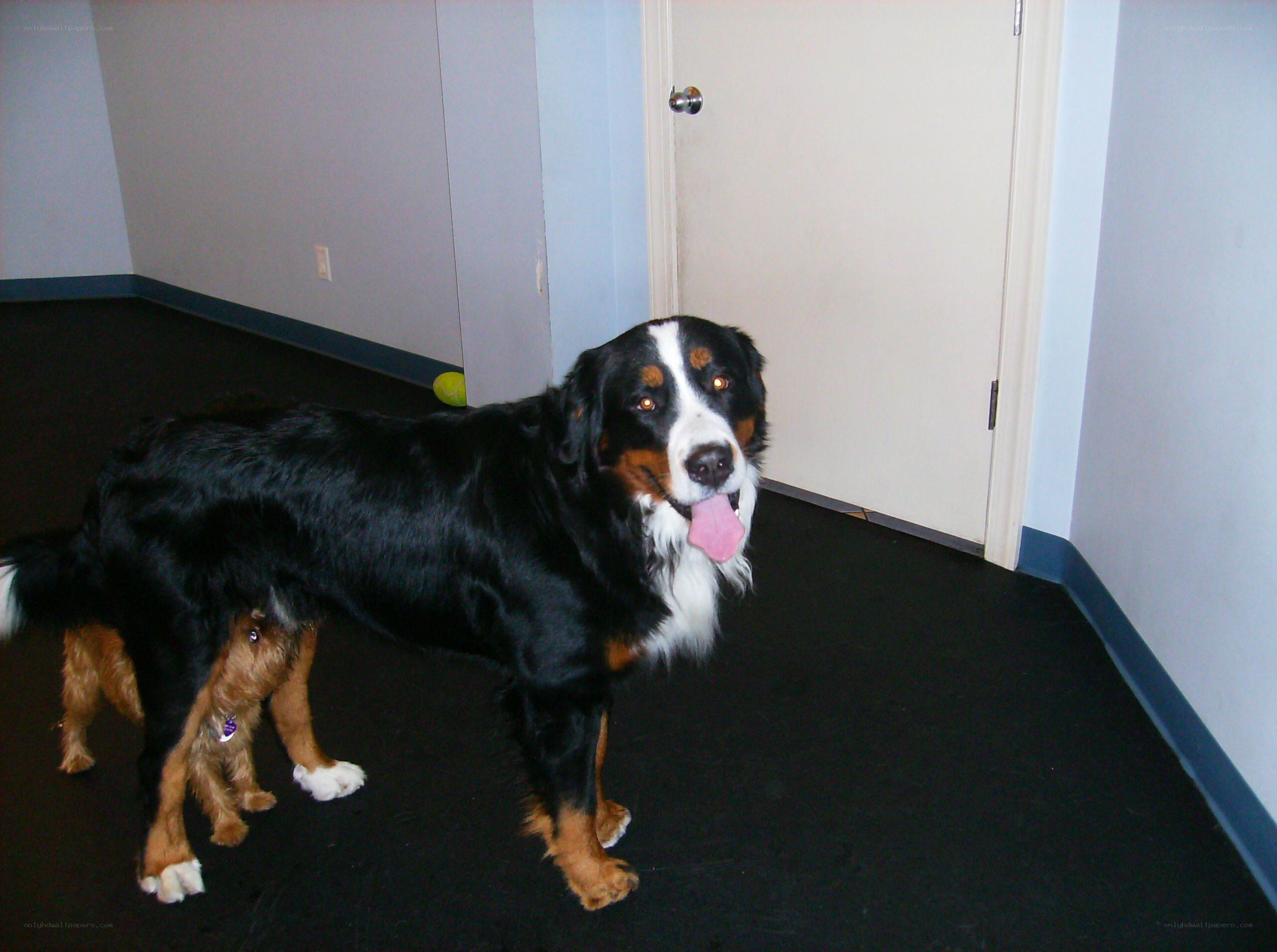 Bernese Mountain Dog in a room