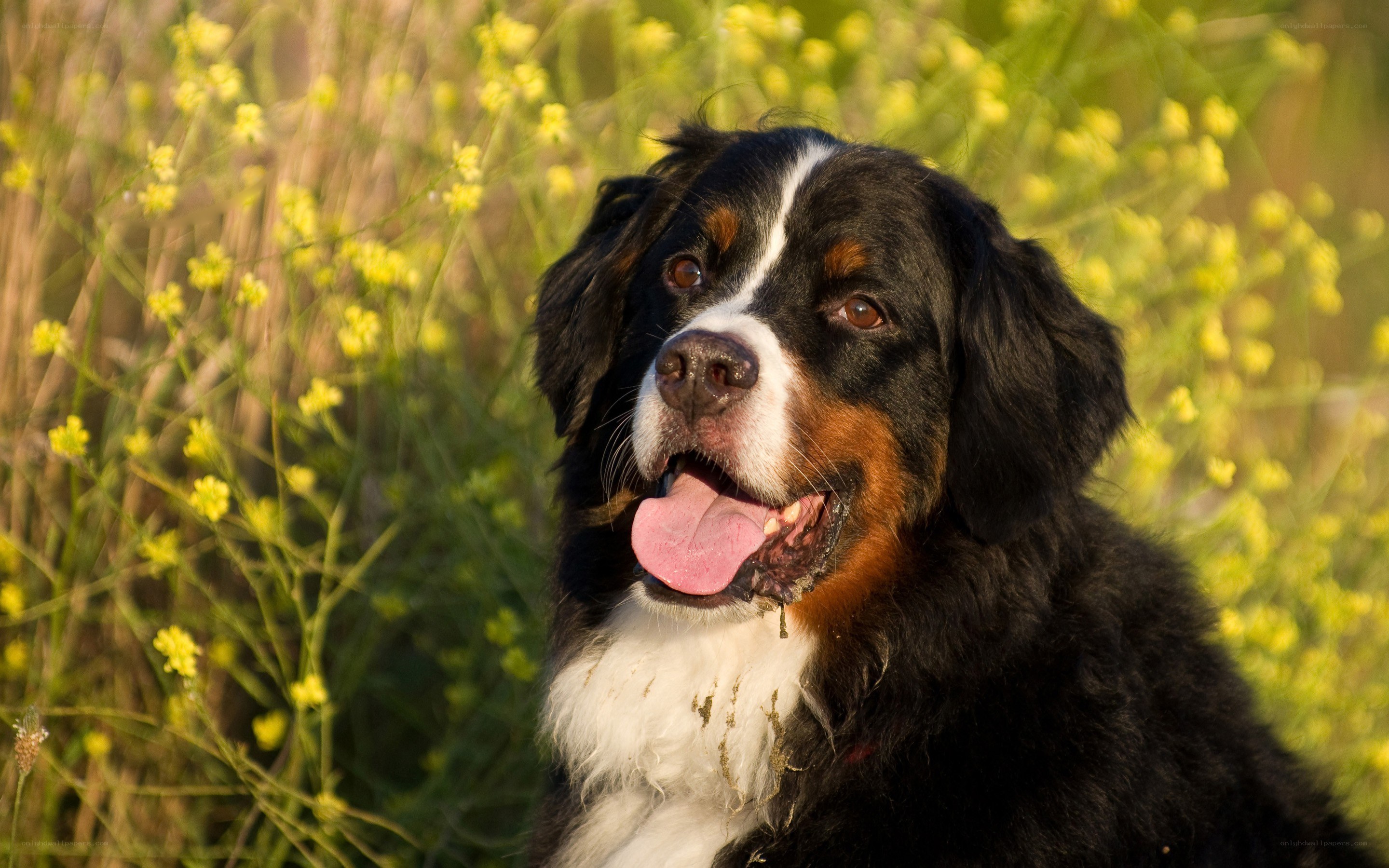 Bernese Mountain Dog in flowers