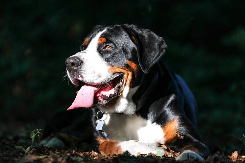 Bernese Mountain Dog in Forest