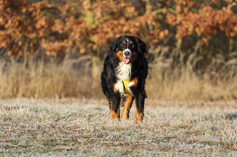 Bernese Mountain Dog in Frosty Field