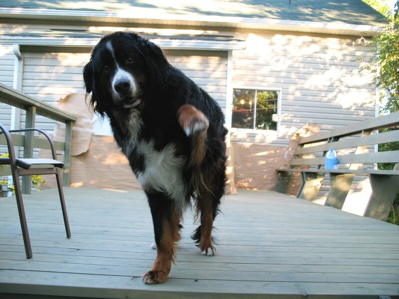 Bernese Mountain Dog on Deck