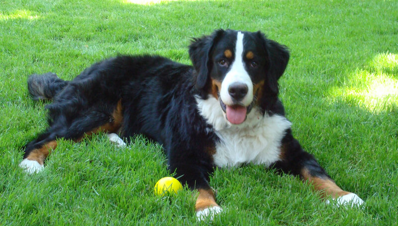 Bernese mountain dog on grass