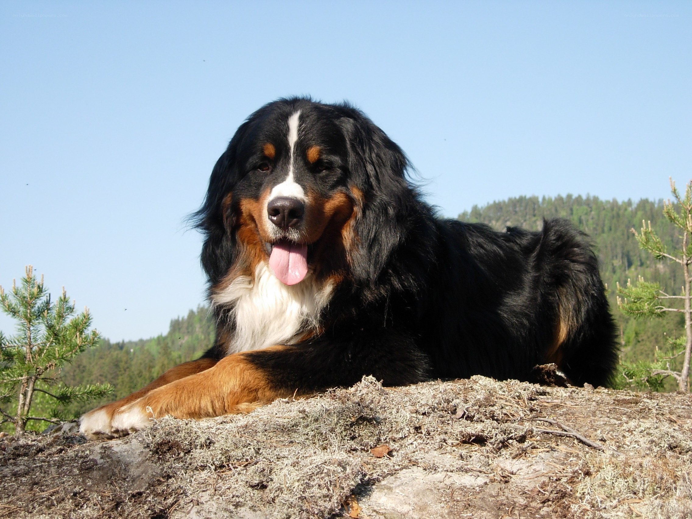 Bernese Mountain Dog outdoors