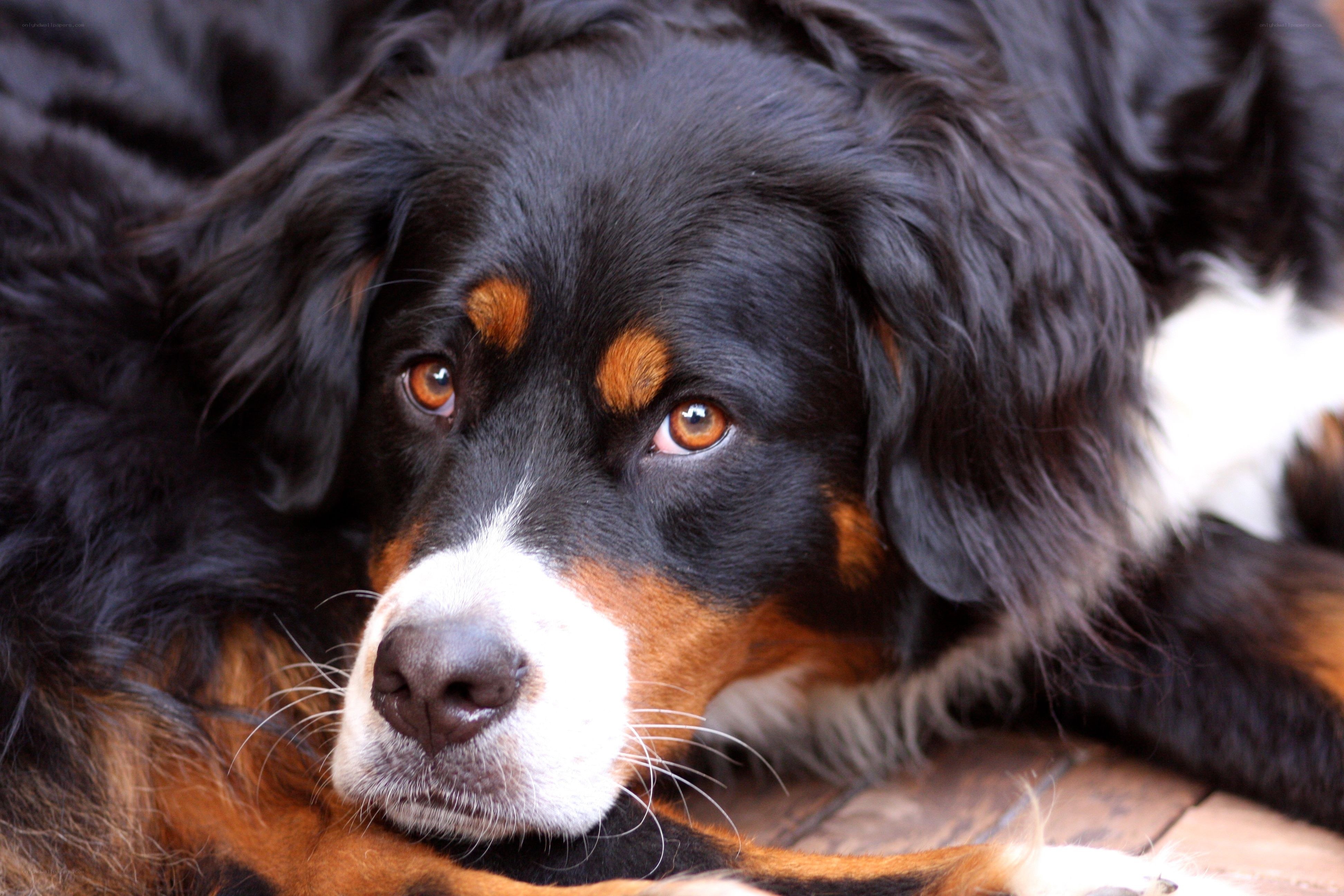 Bernese Mountain Dog portrait