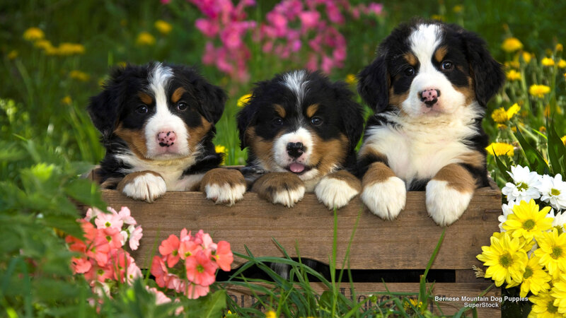 Bernese Mountain Dog Puppies — Green