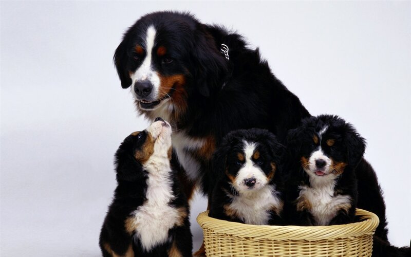 Bernese Mountain Dog Puppies