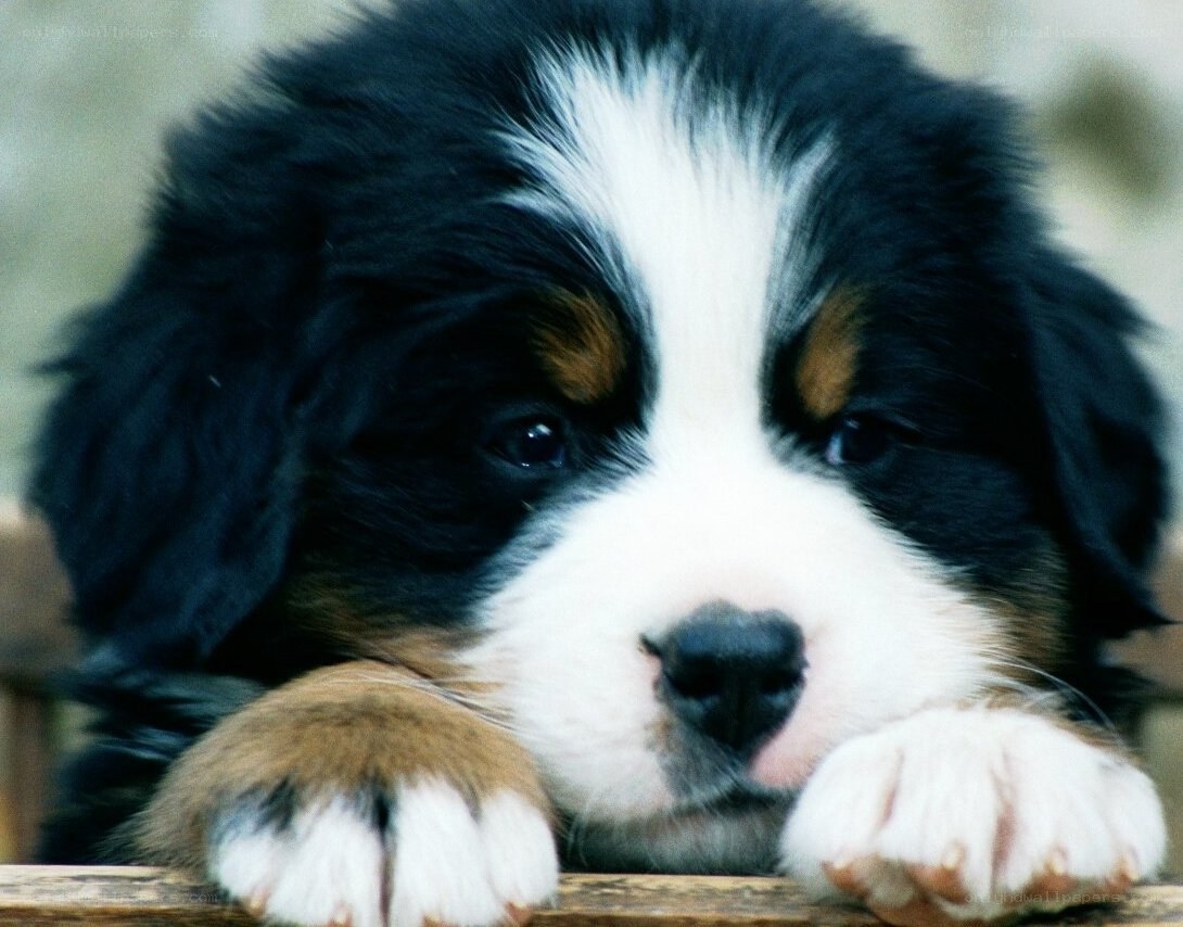 Bernese Mountain Dog puppy