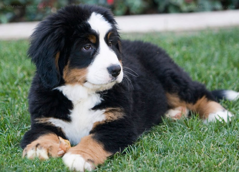 Bernese Mountain Dog puppy