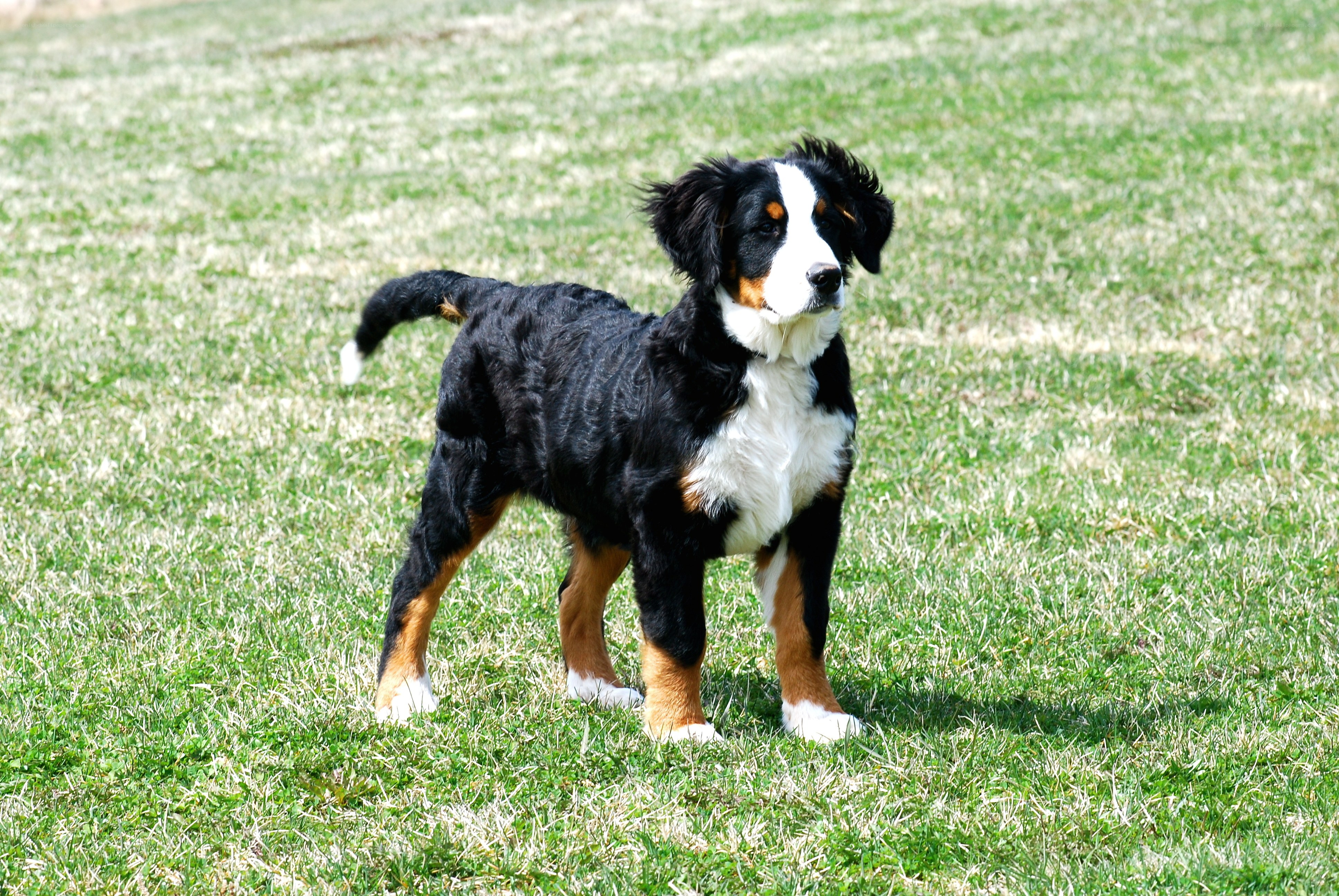 Bernese Mountain Dog puppy