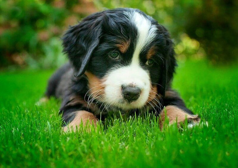 Bernese Mountain Dog puppy