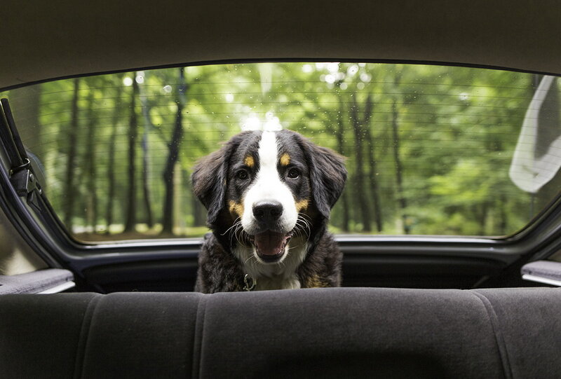 Bernese Mountain Dog Puppy — Black, Calm, Afternoon