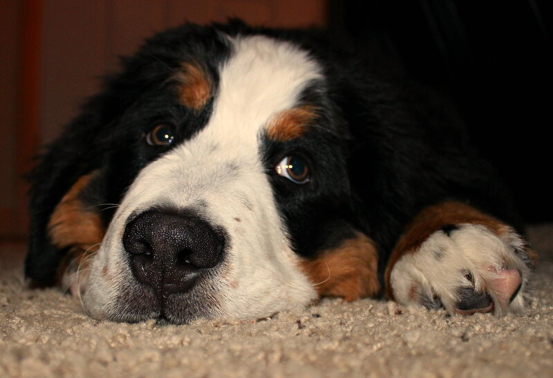 Bernese Mountain Dog Puppy — Black, Calm