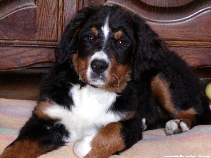 Bernese Mountain Dog Puppy — Black