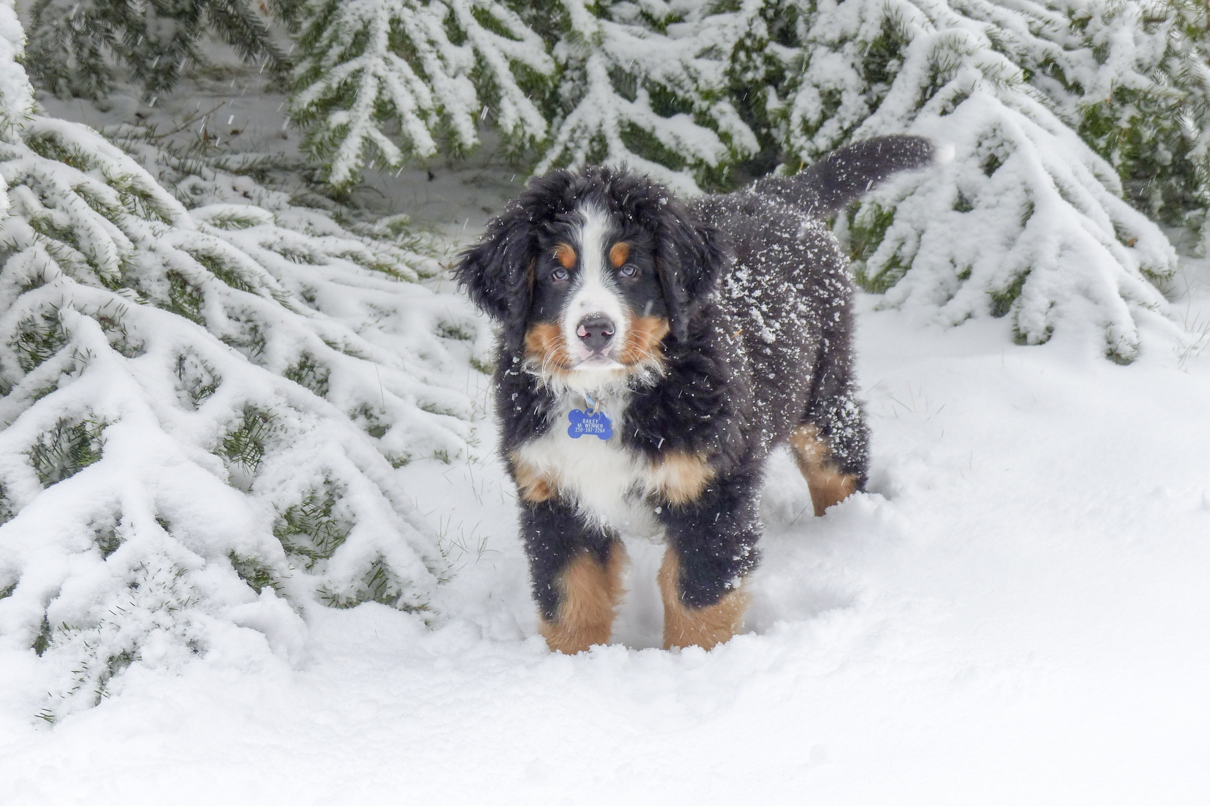Bernese Mountain Dog puppy in snow