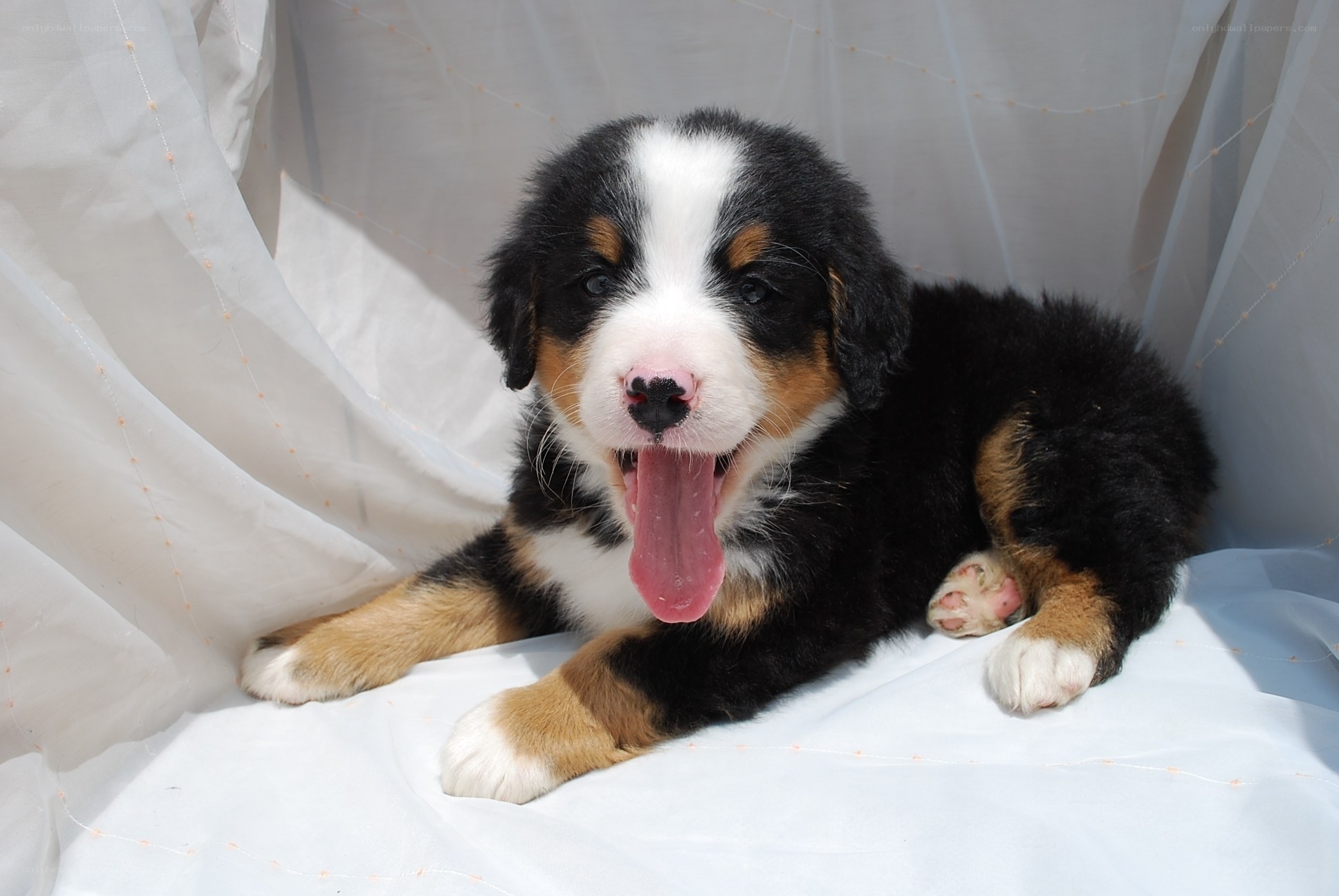 Bernese Mountain Dog puppy