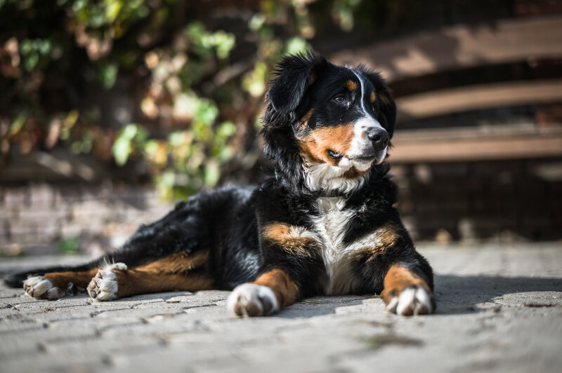 Bernese Mountain Dog resting