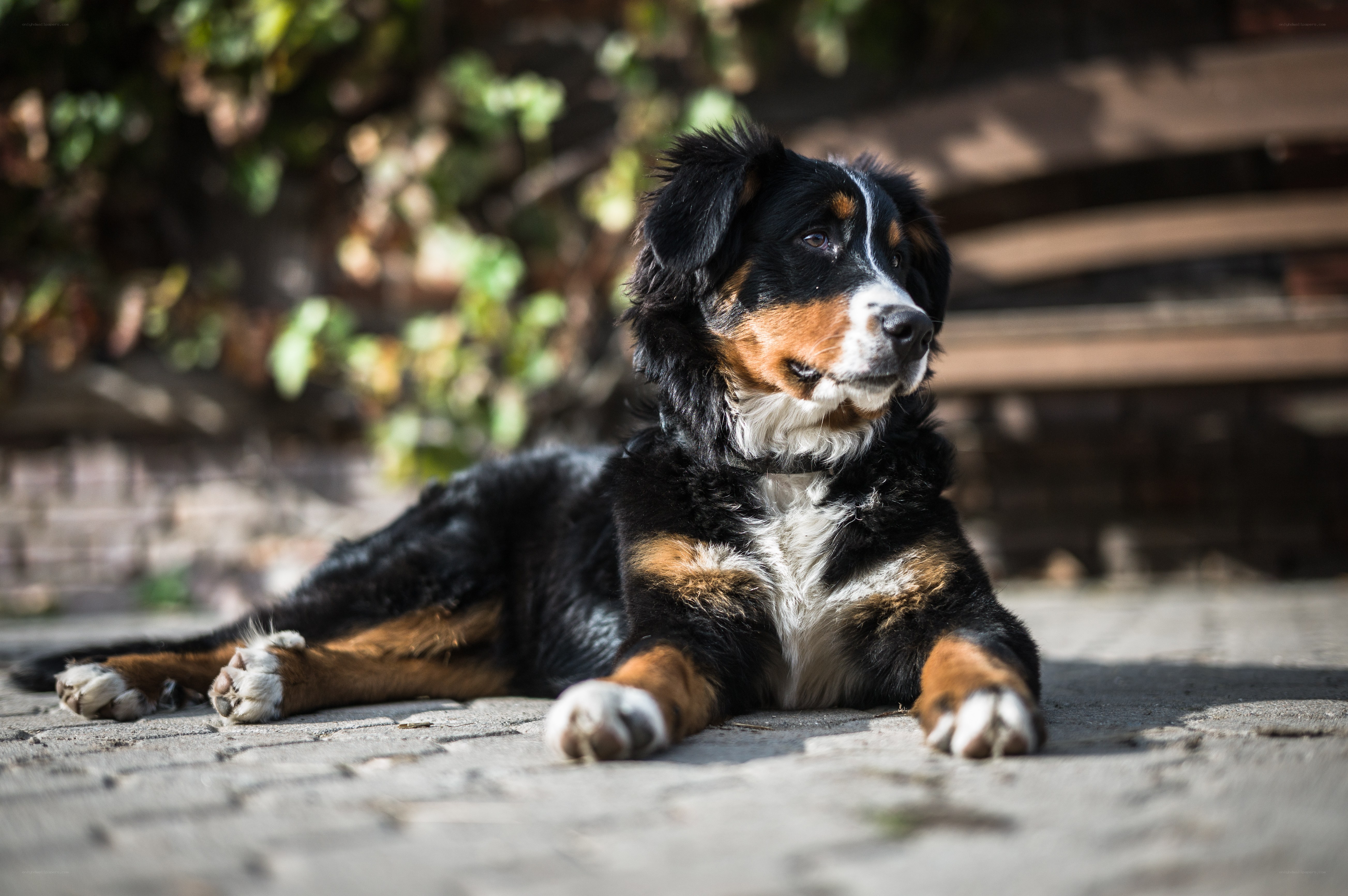 Bernese Mountain Dog resting