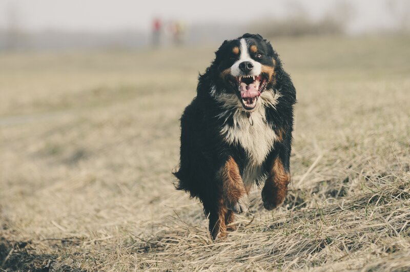 Bernese Mountain Dog Running