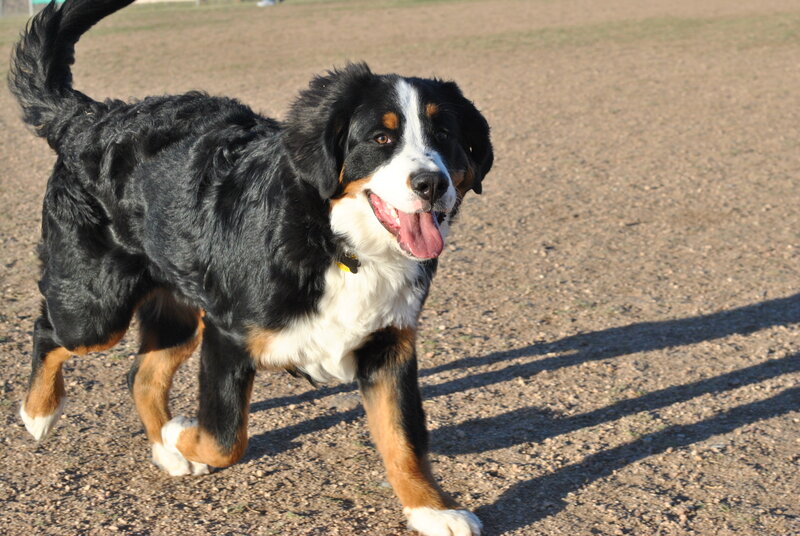 Bernese Mountain Dog walking