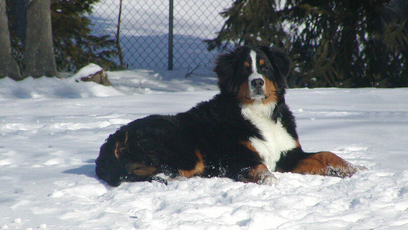 Bernese Mountain Dog — White, Calm