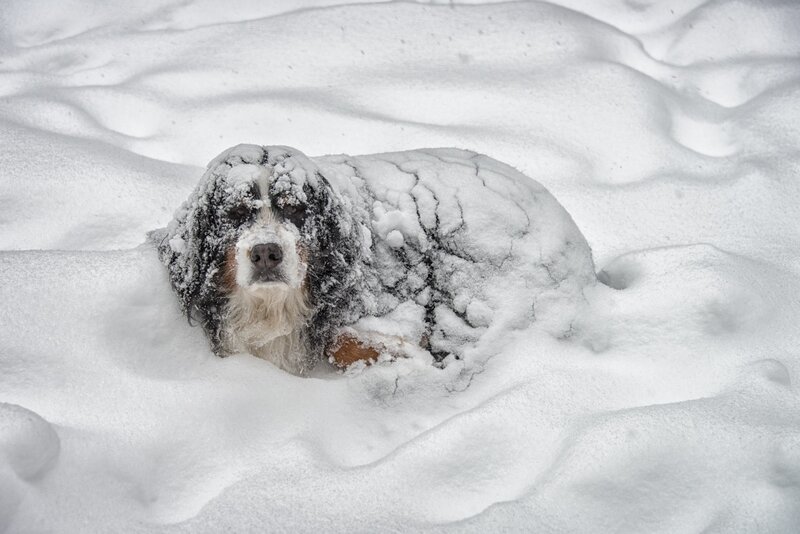 Bernese Mountain Dog — White, Calm, Winter