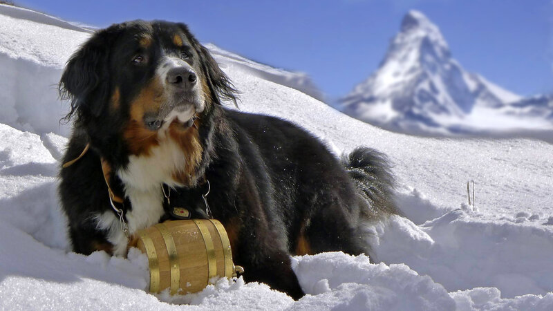 Bernese Mountain Dog — White, Serene