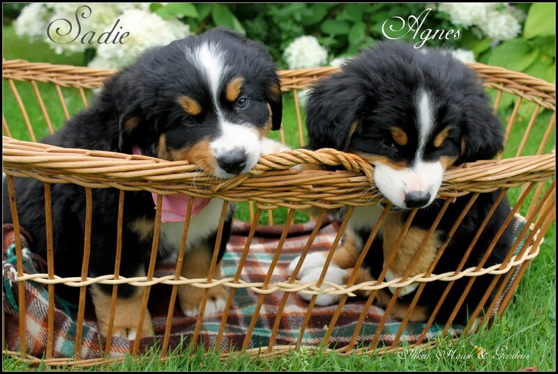 Bernese Mountain Puppies — Black, Calm, Summer