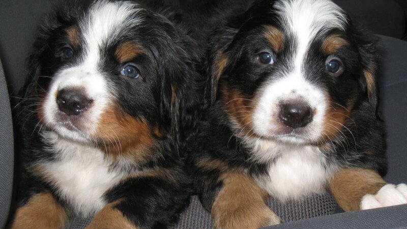 Bernese Mountain Puppies — Black, Calm