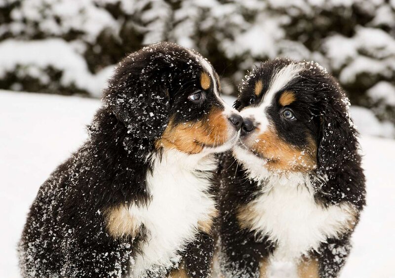 Bernese Mountain Puppies — Black, Peaceful