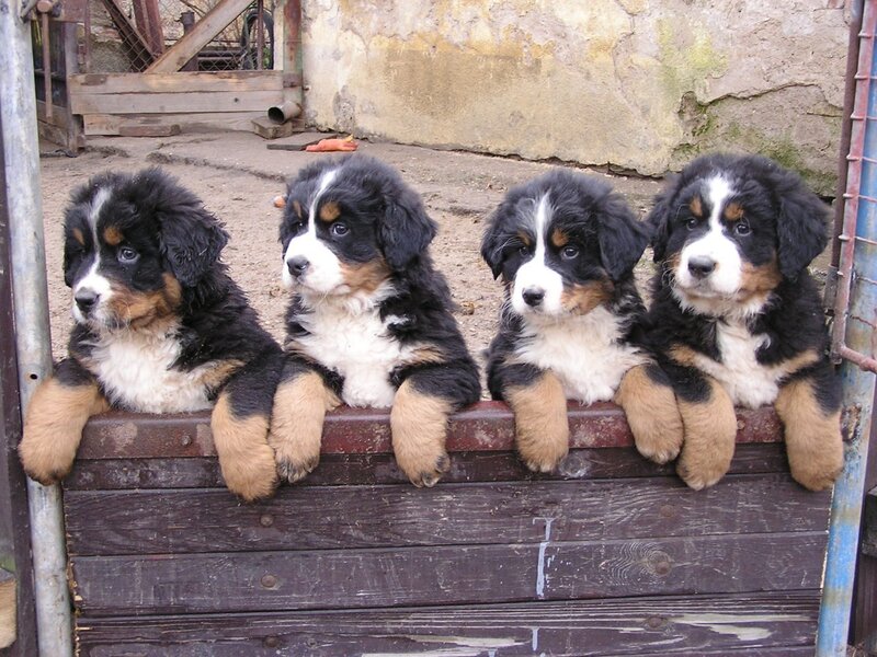 Bernese Mountain Puppies — Black