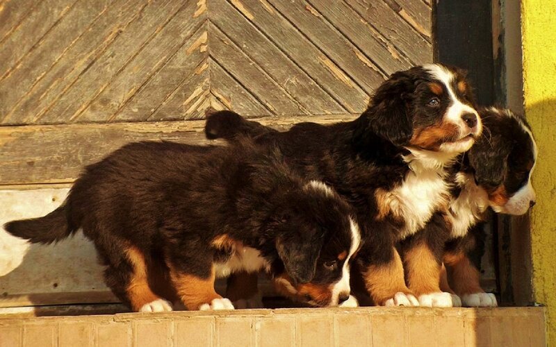 Bernese Mountain Puppies — Brown