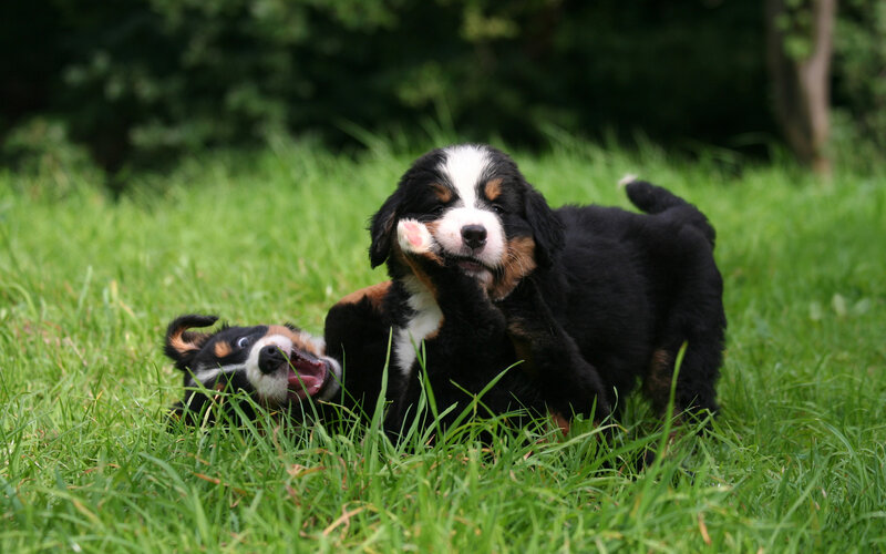 Bernese Mountain Puppies — Green, Playful