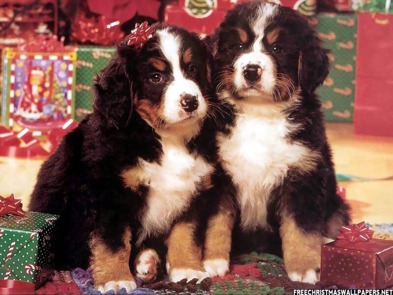 Bernese Mountain Puppies — Green