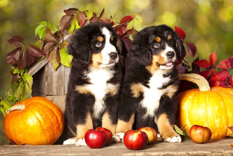Bernese Mountain Puppies — Orange