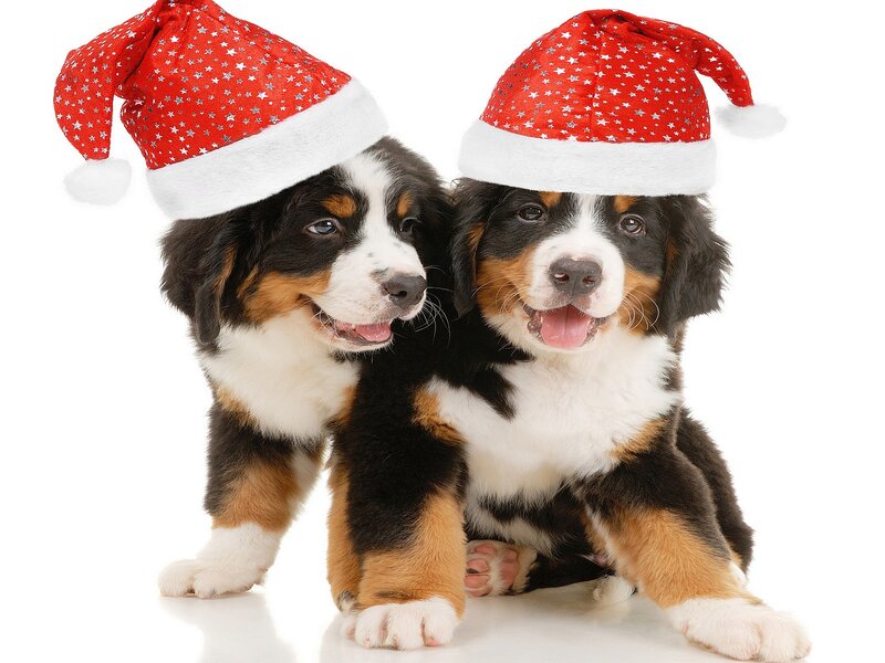 Bernese Mountain Puppies — Red