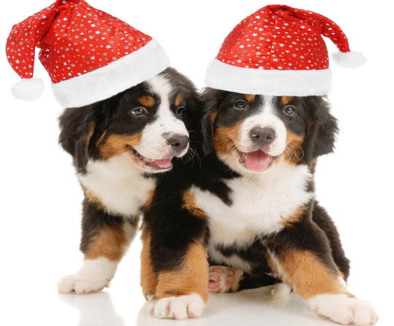 Bernese Mountain Puppies