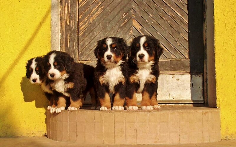 Bernese Mountain Puppies — Yellow