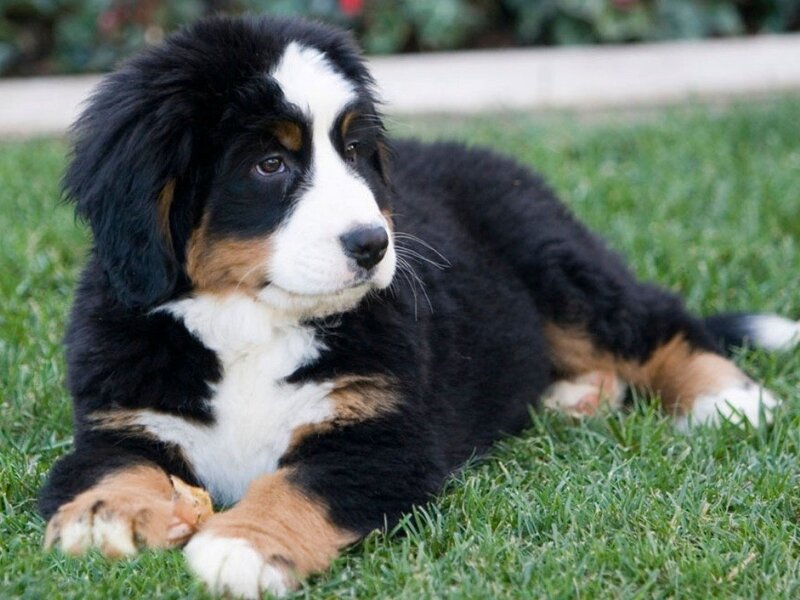 Bernese Mountain Puppy — Black, Calm, Afternoon, Photograph, Grass, Paws