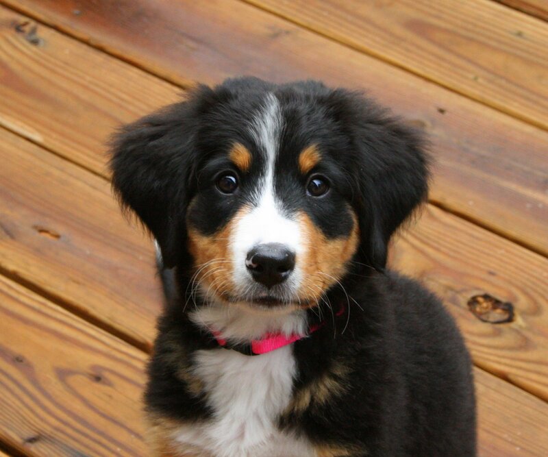 Bernese Mountain Puppy — Black, Calm, Afternoon