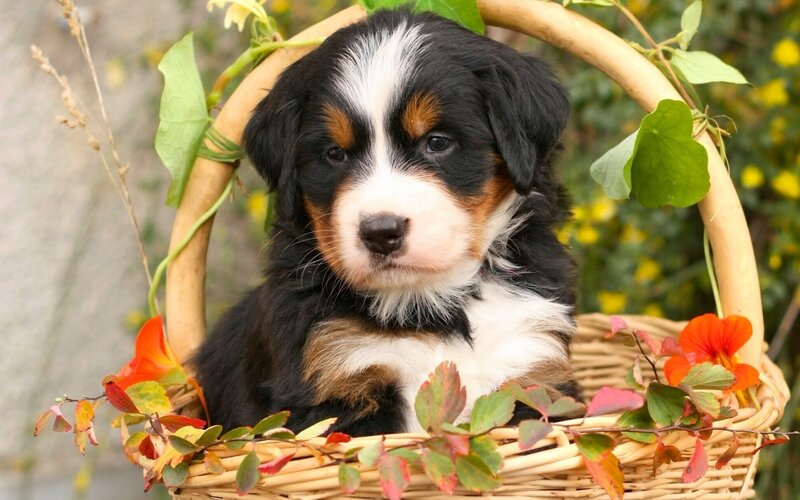Bernese Mountain Puppy — Black, Calm, Autumn, Photograph, Basket