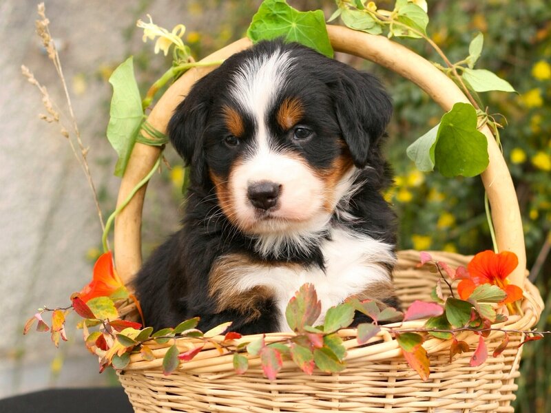 Bernese Mountain Puppy — Black, Calm, Autumn