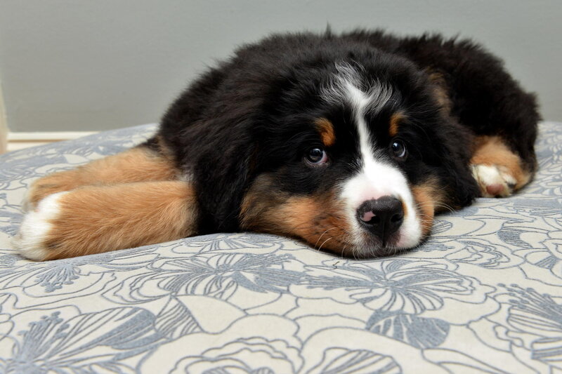 Bernese Mountain Puppy — Black, Calm, Photograph, Bed